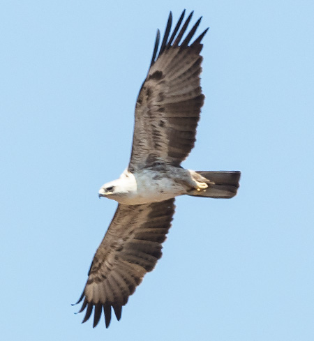 Wahlberg's Eagle in flight